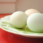 new eggs