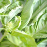 basil